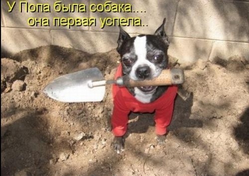 smeshnie_kartinki_1302017909.jpg