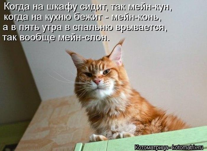1353659195_kotomatrix_42.jpg