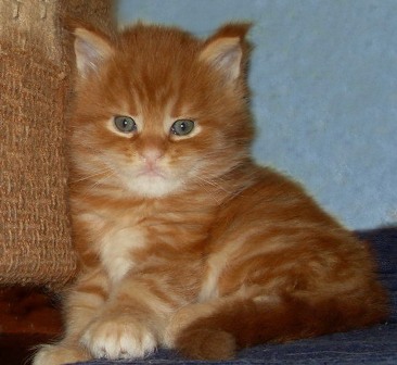-cats- 0074.jpg