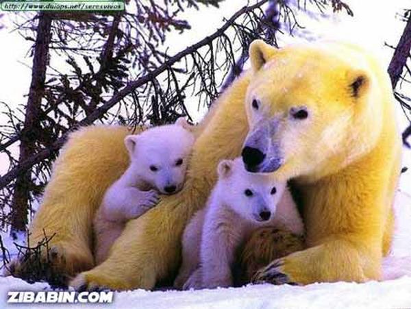 who-is-better-mother02.jpg