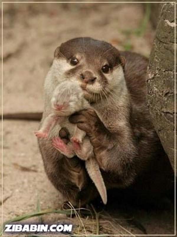 who-is-better-mother01.jpg