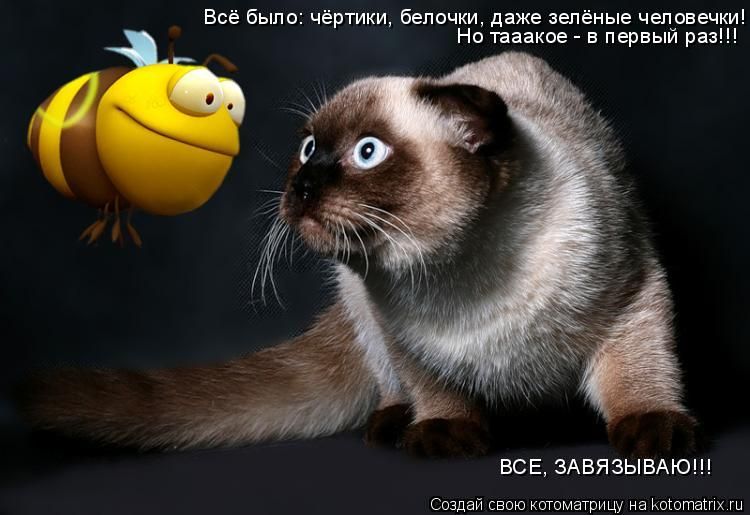1229768981_kotomatrix_01.jpg